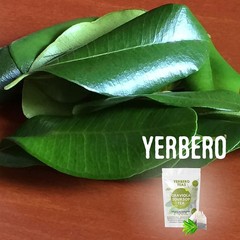 Yerbero – Whole Dried Graviola Soursop Leaves (4 oz – 330+ Leaves Per Bag) Hoja