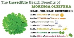 Organic Premium Moringa Seeds Kernels Dried, Non GMO, Edible,Planting