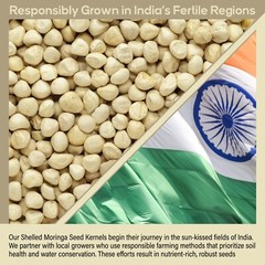 2500 Moringa Oleifera Seeds Kernel 2 lbs. Jar Bulk SHELLED Fresh