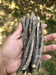 20 Pc Neem Sticks Azadirachta Indica Sticks DATUN for Teeth and Gums FREE SHIP