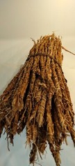 10 pc Organic Vetiver roots Africa gongoli Tea, Khus khus