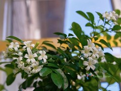 100 Seeds Murraya Paniculata Orange Jasmine China Box Rare Fragrant White Flower