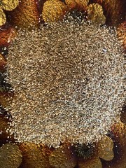 Elder Flower 1 – 32 oz. Dried, Free Shipp. Natural Wild Harvested Europe Flowers