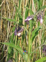 100 Seeds Symphytum Officinale Common Comfrey Perennial Flowering Plant Boneset