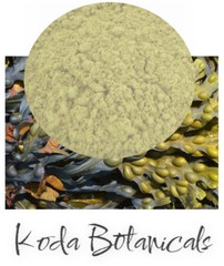 BLADDERWRACK Herbal Remedy PREMIUM GRADE Fucus vesiculosus Seaweed Powder