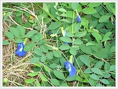 Butterfly pea Flowers Whole, Dried Herb 100% (1000 g)