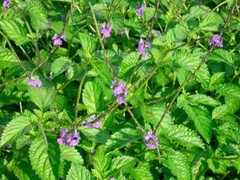 Jamaican Blue Vervain