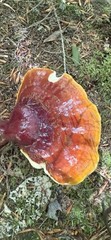 Ganoderma Tsugae, Sliced, Dried, 4 OZ