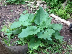 Organic Burdock Root Dried Cut 4 oz Arctium Lappa Premium Herbal Tea USA