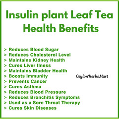 Organic Insulin Plant Leaf Ground Powder Fiery Diabetic Blood Sugar Support Tea
