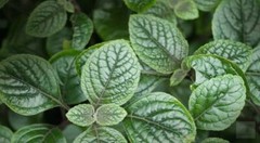 WholeSALE!! ORGANIC Peppermint Leaf PREMIUM Dried Cut/Sifted-4 oz, 1, 2, 5 lbs.