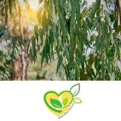 Eucalyptus Leaf Herb 1 oz – Organic Cut & Sifted | Respiratory Support