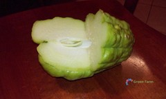 30 Seeds Chayote Mexican Cucumber Christophine Mirliton Güisquil Edible Plants