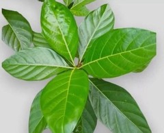 55+ Organic Dried Noni Leaves Herbal Morinda Citrifolia Indian Mulberry Tea