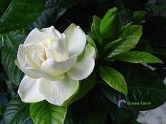 2 Bulbs Gardenia Jasminoides Cape Jasmine Heirloom Strong Fragrant Home Garden