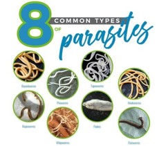 Parasite Detox Cleanse 2 oz(60ml)