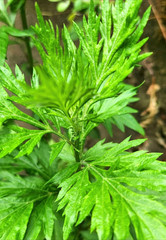 Mugwort Tincture, Handcrafted, Organic, Lucid Dream, Astral, Sleep