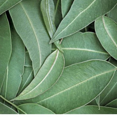 Dried Eucalyptus Leaves 100% Organic 10 to 200 Leaves Free Delivery🚐🚐