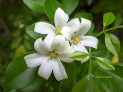 100 Seeds Murraya Paniculata Orange Jasmine China Box Rare Fragrant White Flower