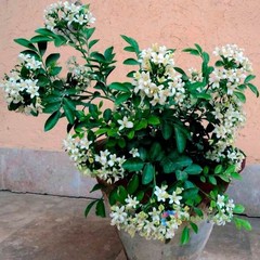 100 Seeds Murraya Paniculata Orange Jasmine China Box Rare Fragrant White Flower