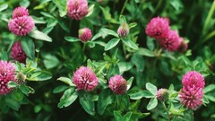 WholeSALE!! Red Clover Herb PREMIUM Dried Cut/Sifted-4 oz, 1 lb.