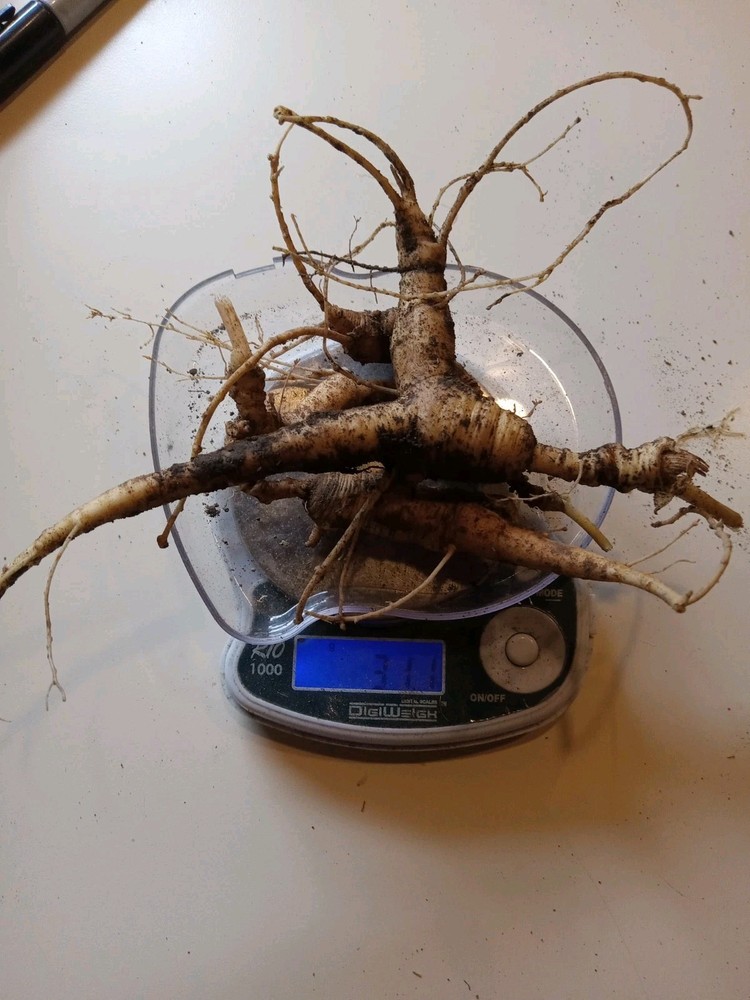Wild New York Catskill Mountain Region Ginseng Root 31.1 Grams Fresh Big Roots