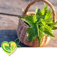Stinging Nettle Leaf Herb Cut & Sifted Certified Kosher Natural Organic 28.3g