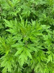 Daun Baru Cina (Artemisia vulgaris) Mugwort Dried