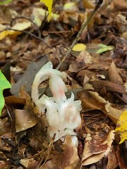Ghost Pipe Tincture 30 mL All Natural Tinctured immediately after picking!