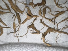 Dry Wild American Ginseng. 1/10 Lb. W/ Certificate. 19 Roots Total. 2025 Harvest