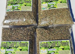 Catnip Leaf c/s (Nepeta cataria), Catnip herb/tea, Hierba del gato organica 3oz!
