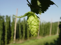 Hops Extract (Humulus Lupulus) Sleep & Relaxation EASY Drops Liquid DXL USA