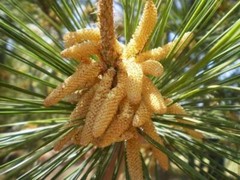 Pristine Pure Pine Pollen Extract- 100 Grams 99% Broken Cell Wall- Guaranteed