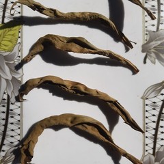 100 organic Insulin plant leaves fresh dried Thebu/Costus Igneus