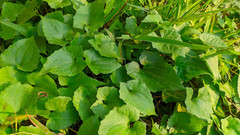 Mexican Dream Herb Dried Calea Zacatechichi Lucid Schmerbals Herbal ceylon