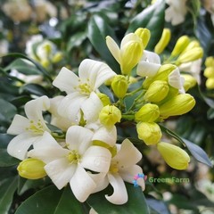 100 Seeds Murraya Paniculata Orange Jasmine China Box Rare Fragrant White Flower
