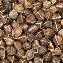 Organic Moringa Seeds | Moringa Oleifera | Dried, Non GMO, Edible,Planting