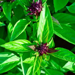 1 oz & 2oz Organic Holy Basil Extract Pure Herbal Tincture