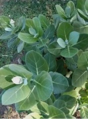 120g Calotropis Procera Leaf Powder – Sodom Apple Ceylon Dried Herbal Leaves