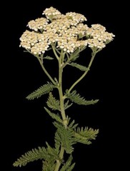 Yarrow Herb ~ Achillea Millefolium ~ 100% Premium Concentrated Fine Powder – USA