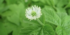 Wild Goldenseal Herb Leaf 1 oz Cut And Sifted Hydrastis Canadensis Washed/cut