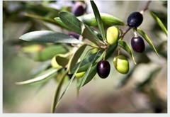Olive Leaf Whole/Powder | Pure Natural Herb | Immune & Heart Support 1/4/ 8oz