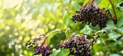 Elderberry Whole Dried ( Sambucus ) ORGANIC from Carpathian mountain Ukraine