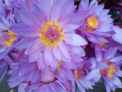 Blue Lotus Flower Herbal Tea Anti-Stress Relax Astral Travel Sleep Lucid Dream