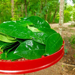 200+ ORGANIC Dried Soursop Leaves Herbal Tea Annona Hojas De Guanabana Graviola