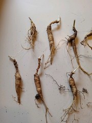 Wild New York Catskill Mountain Region Ginseng Root 28.8 Grams Fresh