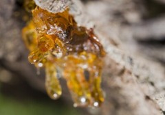 Frankincense Essential Oil | 1floz to 4floz | 100% Pure Natural Hand Crafted