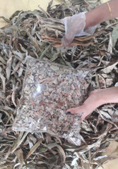 30g Ceylon Dried Thebu Cut Leaf canereed Costus Natural organic Insulin leaves