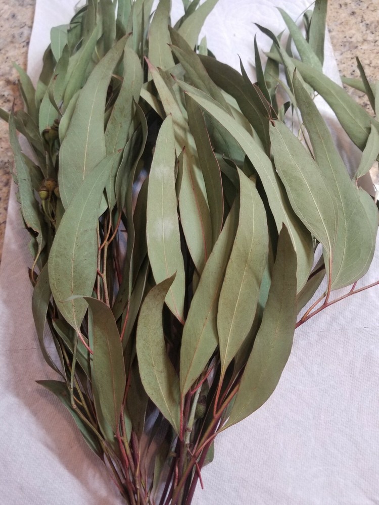 California Organic Eucalyptus globulus dry leaves