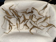 Dry Wild American Ginseng. 1/10 Lb. W/ Certificate. 19 Roots Total. 2025 Harvest
